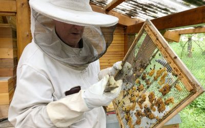 In einfacher Sprache: Bienen fühlen sich wohl auf der Karlshöhe