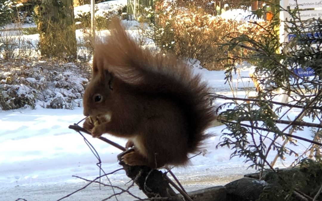 In einfacher Sprache: Eichhörnchen haben Erspar-Nüsse!