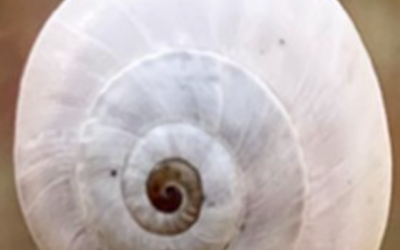 Spirituelle Prominenz und Stille in unserer Nachbarschaft